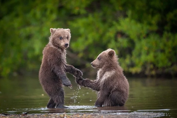 Bear Day! - The Bears, The photo, Brown bears, Polar bear, Malayan bear, Himalayan bear, Spectacled bear, Black Bear, Bear-Gubach, Longpost