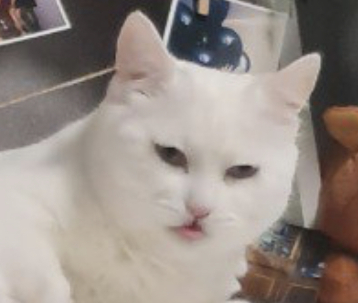 ���� ������������