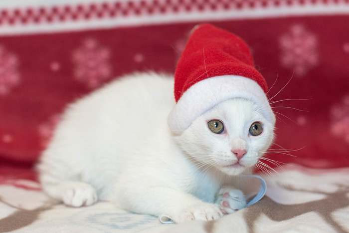 что делать если подкинули котенка. Смотреть фото что делать если подкинули котенка. Смотреть картинку что делать если подкинули котенка. Картинка про что делать если подкинули котенка. Фото что делать если подкинули котенка