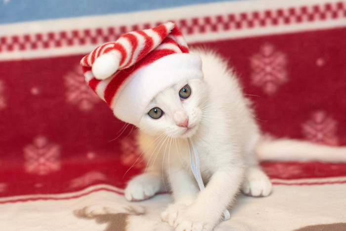 что делать если подкинули котенка. Смотреть фото что делать если подкинули котенка. Смотреть картинку что делать если подкинули котенка. Картинка про что делать если подкинули котенка. Фото что делать если подкинули котенка