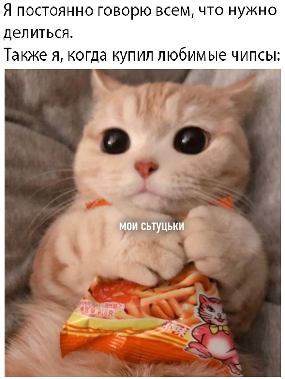 On how much I love potato chipsy - cat, Memes, Picture with text