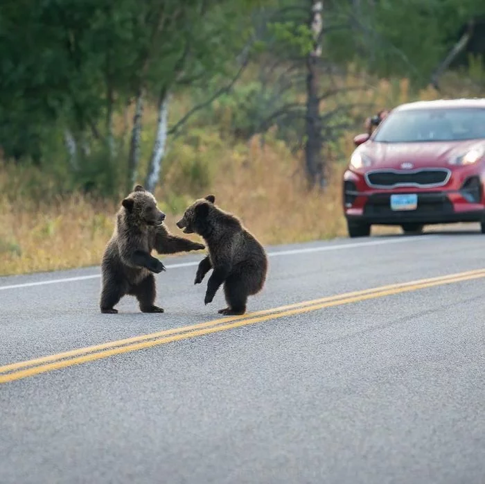 Road wars - The Bears, Brown bears, Predatory animals, Wild animals, wildlife, National park, North America, The photo, Young, Road, Longpost