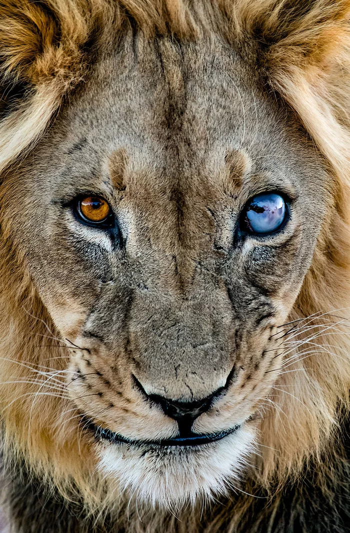 Sun and moon - a lion, Big cats, Cat family, Predatory animals, Wild animals, wildlife, Reserves and sanctuaries, South Africa, The photo, Portrait