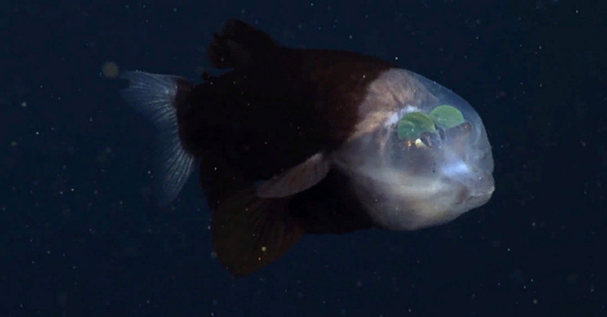 Снится прозрачная рыба. Barreleye Fish рыба. Малоротая макропинна, бочкоглаз. Тихоокеанская макропинна. Малоротая макропинна реальная.