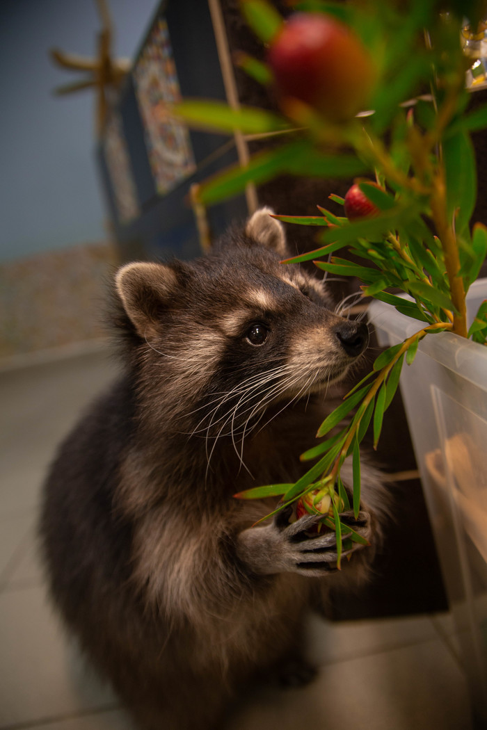 Енот, капитан Джон Смит и Покахонтас