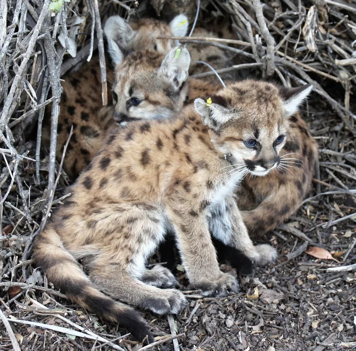 In California, two puma kittens were rescued, but two more died - Kittens, Puma, Los Angeles, California, USA, Found a cat, Small cats, Wild animals, Animal Rescue, Cat family, Predatory animals, The national geographic, Protection of Nature, Longpost