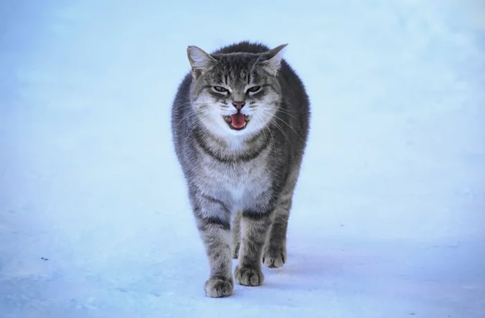 In the snow - My, cat, The photo, Street photography, Winter, Snow
