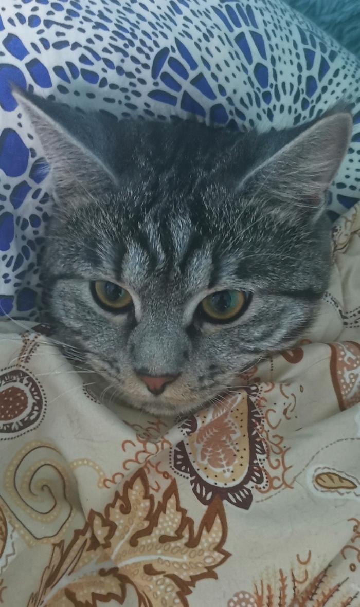 что делать если соседка кошатница. Смотреть фото что делать если соседка кошатница. Смотреть картинку что делать если соседка кошатница. Картинка про что делать если соседка кошатница. Фото что делать если соседка кошатница