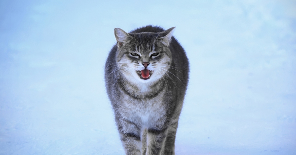 Кошка барсик. Снежный Барсик. Лесной кот Барсик. Кот Барсик фото.