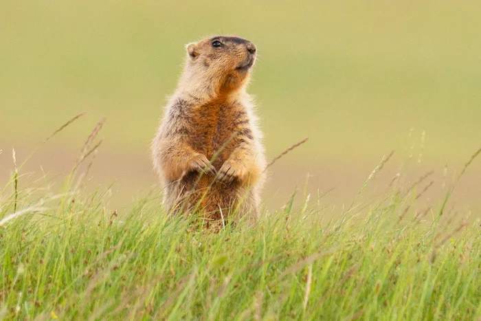 Patrol - Marmot, Rodents, Wild animals, wildlife, Transbaikalia, Дальний Восток, The photo, beauty of nature, The national geographic, Reserves and sanctuaries, Funny animals, Patrol