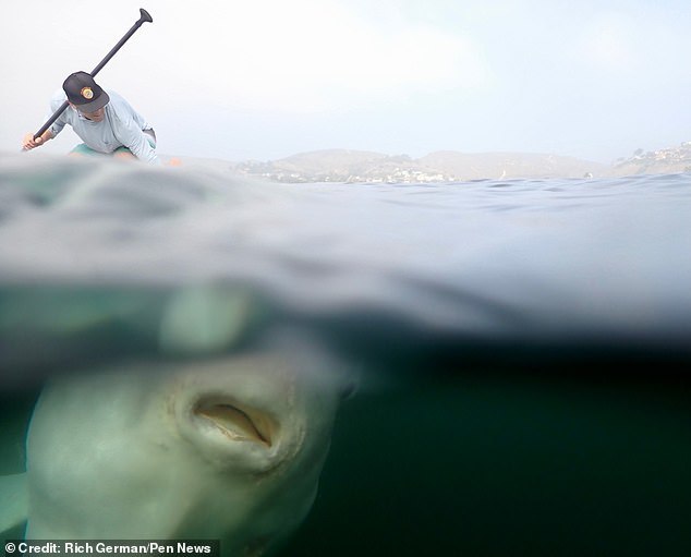 Huge fish became interested in rowers - A fish, Big, Video, Longpost, Fish Moon