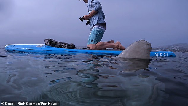 Huge fish became interested in rowers - A fish, Big, Video, Longpost, Fish Moon