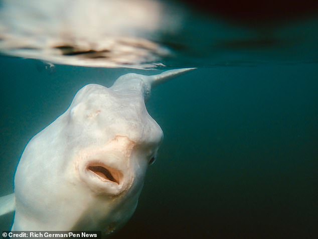 Huge fish became interested in rowers - A fish, Big, Video, Longpost, Fish Moon