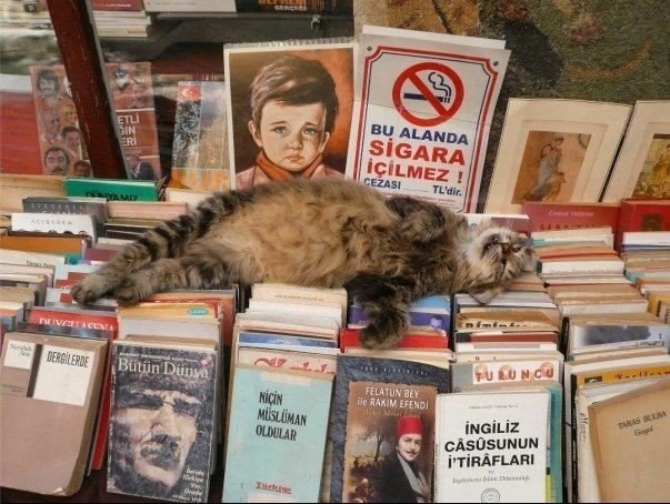 что делать если при чтении хочется спать. Смотреть фото что делать если при чтении хочется спать. Смотреть картинку что делать если при чтении хочется спать. Картинка про что делать если при чтении хочется спать. Фото что делать если при чтении хочется спать