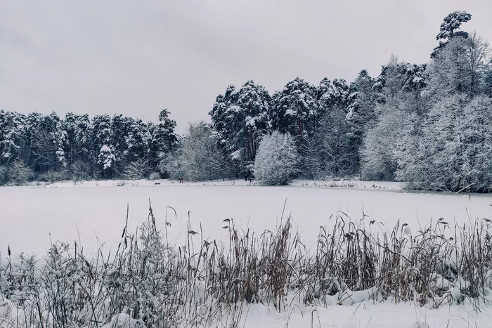 Winter's tale - My, The photo, Photo on sneaker, Winter, Snow, Serebryany Bor, Christmas trees, Nature, Longpost