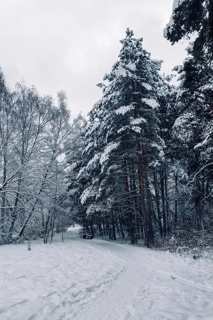 Winter's tale - My, The photo, Photo on sneaker, Winter, Snow, Serebryany Bor, Christmas trees, Nature, Longpost