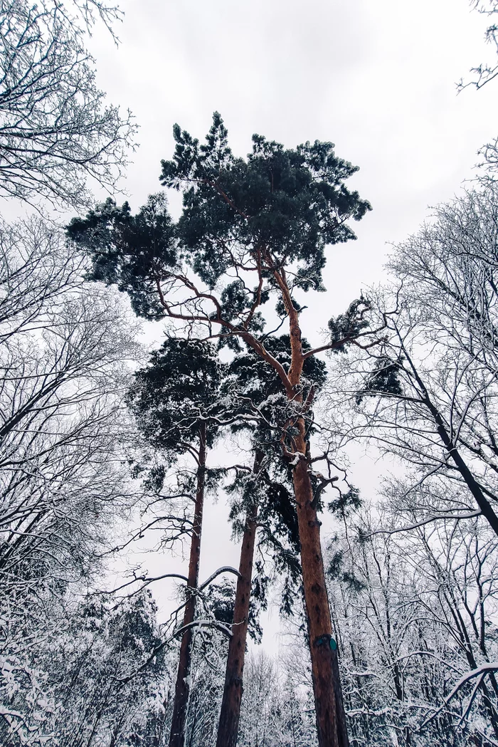 Winter's tale - My, The photo, Photo on sneaker, Winter, Snow, Serebryany Bor, Christmas trees, Nature, Longpost