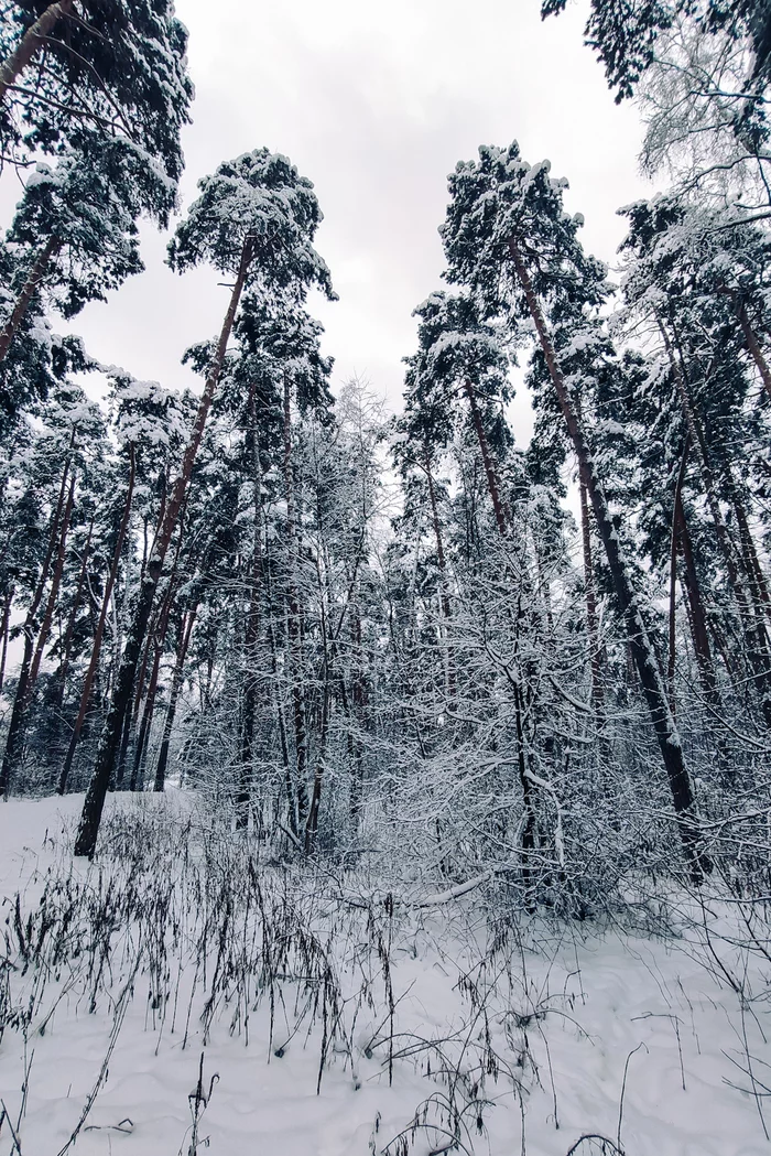 Winter's tale - My, The photo, Photo on sneaker, Winter, Snow, Serebryany Bor, Christmas trees, Nature, Longpost