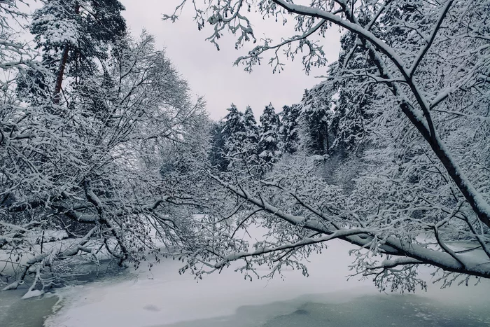 Winter's tale - My, The photo, Photo on sneaker, Winter, Snow, Serebryany Bor, Christmas trees, Nature, Longpost