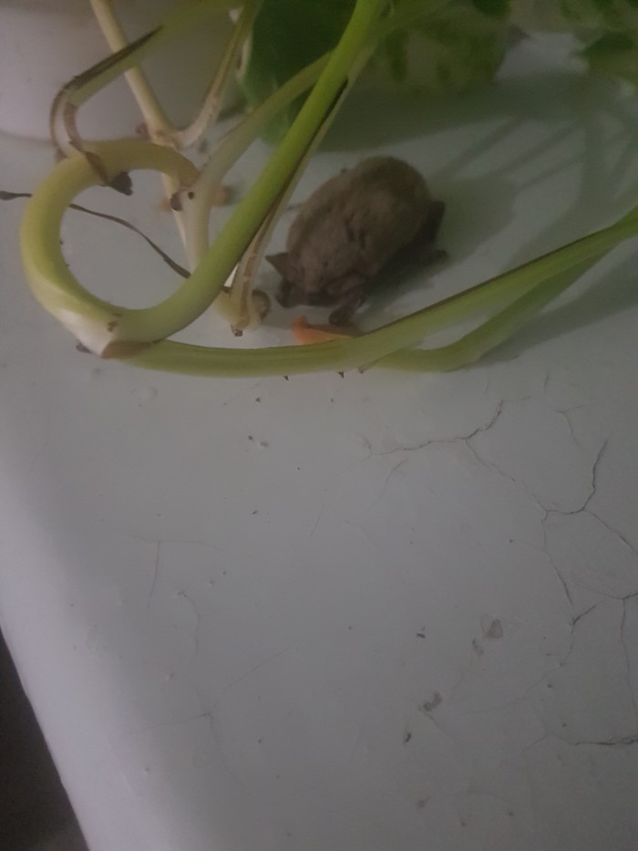 ������� ����