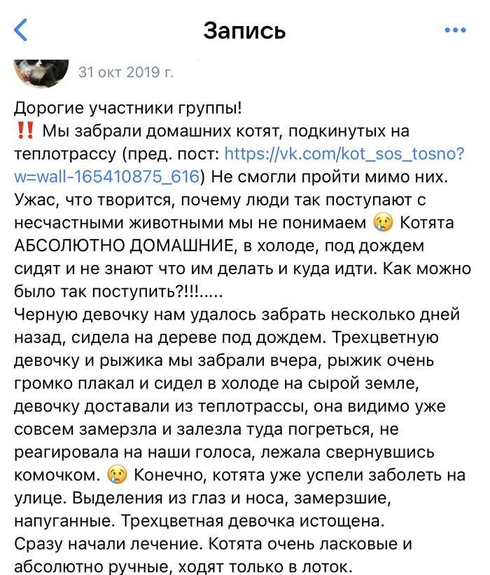 На что похоже мясо кота. Смотреть фото На что похоже мясо кота. Смотреть картинку На что похоже мясо кота. Картинка про На что похоже мясо кота. Фото На что похоже мясо кота