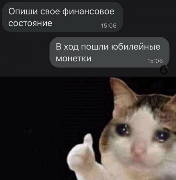 Humor - Sad humor, The photo, cat, Picture with text, Screenshot