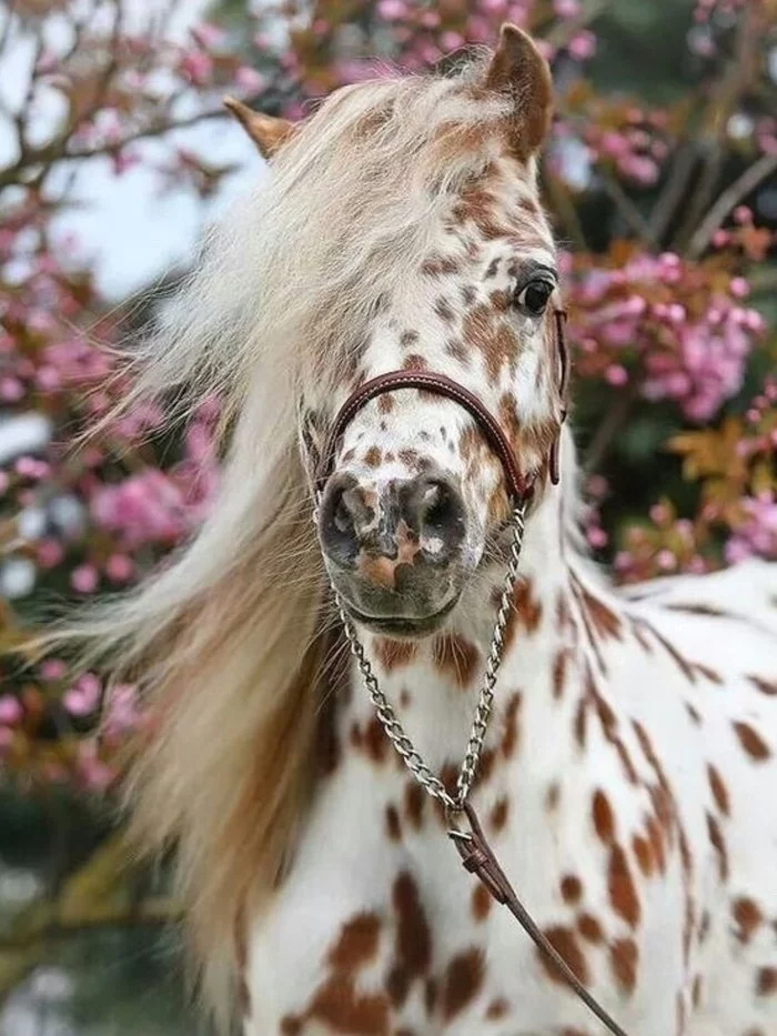 Appaloosa ponies - Pony, Animals, Suit, The photo, Longpost