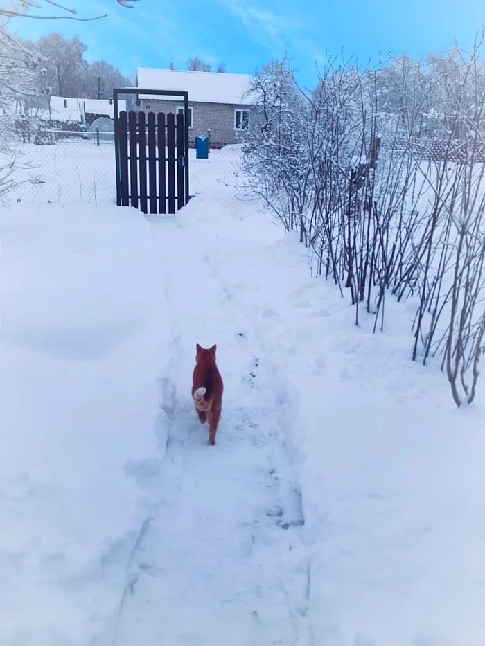 Winter - My, Snow, cat, Village