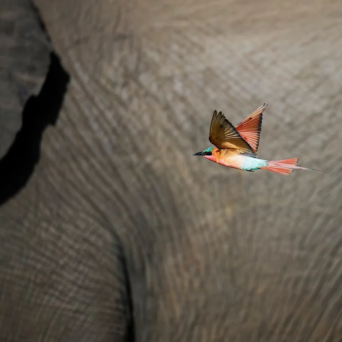 Carmine pike on the background of an elephant - Birds, Szczurka, Elephants, Wild animals, wildlife, Kruger National Park, South Africa, The photo