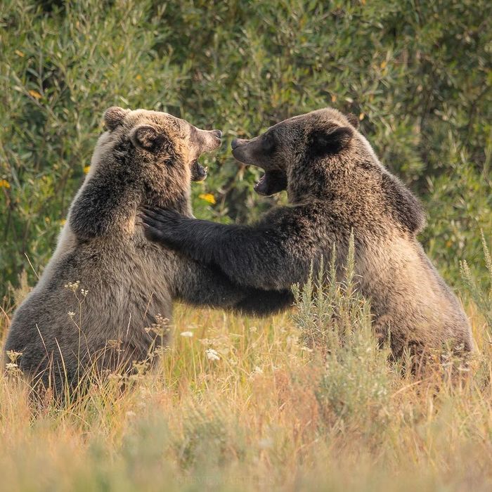 One-year-old grizzly cubs practice combat skills - Brown bears, The Bears, Grizzly, Longpost, Predatory animals, Wild animals, wildlife, National park, North America, The photo