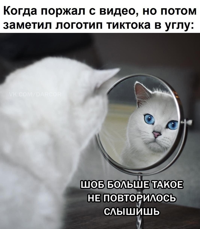 Чем занимается мой котик. Смотреть фото Чем занимается мой котик. Смотреть картинку Чем занимается мой котик. Картинка про Чем занимается мой котик. Фото Чем занимается мой котик