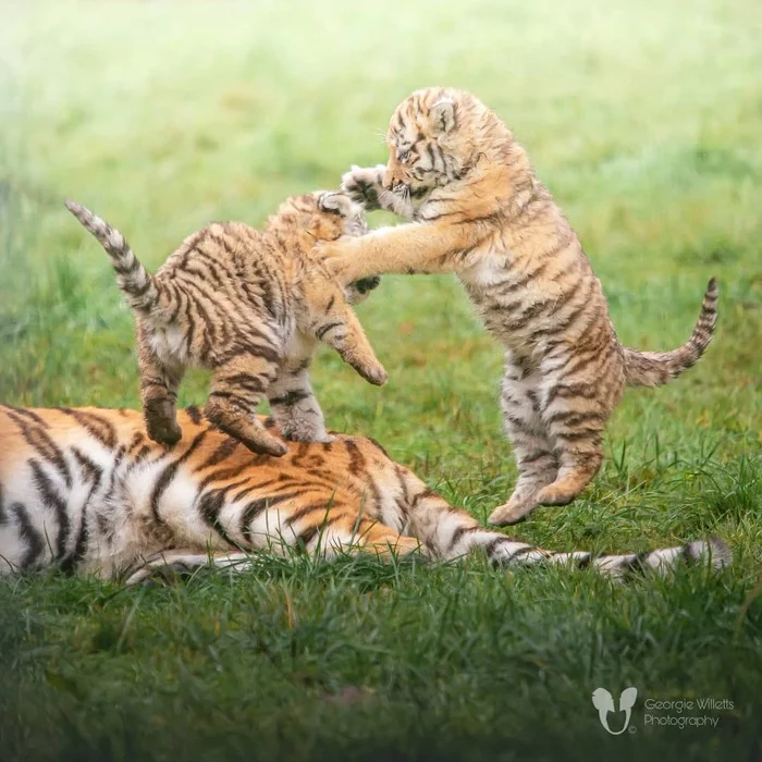Kids games - Tiger cubs, Animal games, Tiger, Big cats, Cat family, Predatory animals, Wild animals, Zoo, The photo