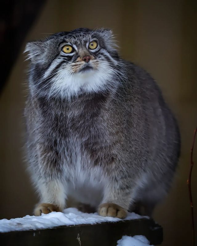 It seems that the cat is not very happy with something ... - Pallas' cat, Small cats, Cat family, Wild animals, Predatory animals, Fluffy, Pet the cat, Safari Park, Japan, Fat cats, Yokohama, Yokohama