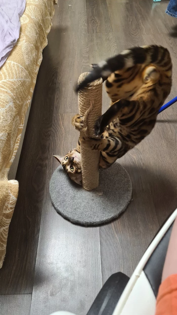 Ale op - cat, Bengal cat, Scratching post