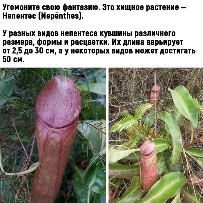 Unusual plants - NSFW, Picture with text, Laugh