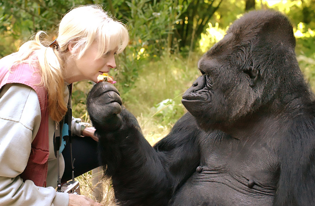 Amazing abilities of monkeys - Monkey, Primates, Gorilla, Chimpanzee, Toque, Interesting, Education, Intelligence, Bonobo, Communication, Video, Longpost