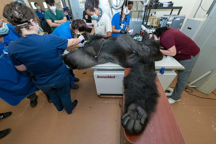 How the gorilla was cured at the Miami zoo - Gorilla, Pneumonia, Pneumonia, Helping animals, Vet, Zoo, Miami, USA, Treatment, Wild animals, Primates, The photo, The national geographic, Doctors, Longpost