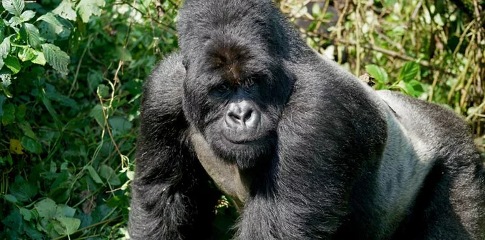 The largest modern primate in the world - Gorilla, Primates, Wild animals, The largest in the world, Africa, Congo, Informative, Longpost, The photo