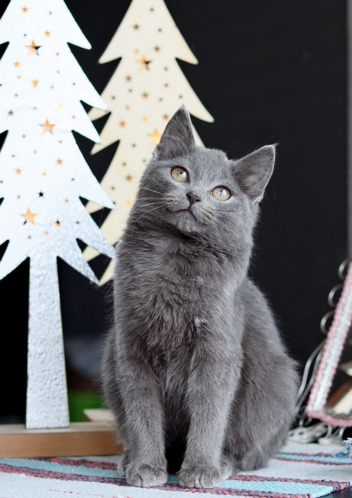 что делать если подкинули котенка. Смотреть фото что делать если подкинули котенка. Смотреть картинку что делать если подкинули котенка. Картинка про что делать если подкинули котенка. Фото что делать если подкинули котенка