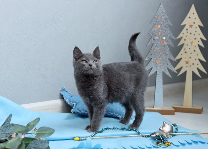 что делать если подкинули котенка. Смотреть фото что делать если подкинули котенка. Смотреть картинку что делать если подкинули котенка. Картинка про что делать если подкинули котенка. Фото что делать если подкинули котенка