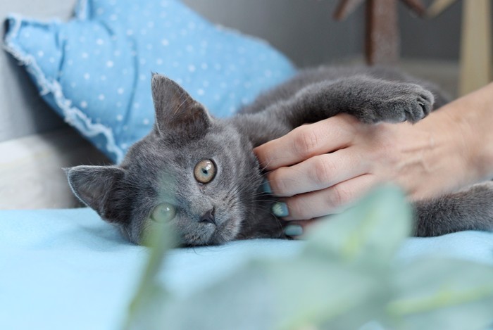 что делать если подкинули котенка. Смотреть фото что делать если подкинули котенка. Смотреть картинку что делать если подкинули котенка. Картинка про что делать если подкинули котенка. Фото что делать если подкинули котенка