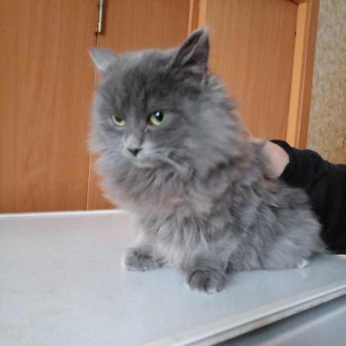 что делать если подкинули котенка. Смотреть фото что делать если подкинули котенка. Смотреть картинку что делать если подкинули котенка. Картинка про что делать если подкинули котенка. Фото что делать если подкинули котенка