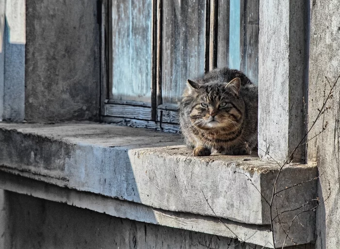 Window to the world - My, Crimea, Street photography, Evpatoria, cat, The photo, Beginning photographer, The street, Window, Canon