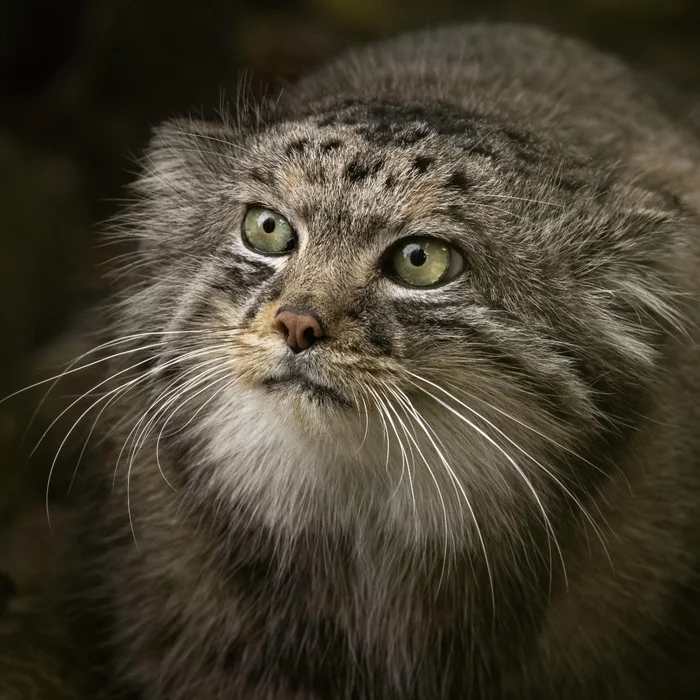 Wild cats in England - Cat family, Predatory animals, Wild animals, Big cats, Small cats, Pallas' cat, Serval, Jaguar, Black Panther, Pet the cat, Interesting, Zoo, England, Longpost