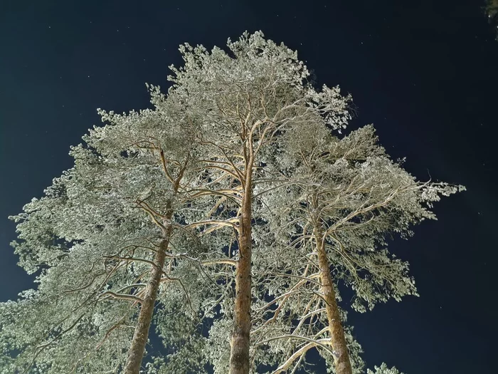 Night sky - My, Nature, beauty of nature, Tree, December, Vladimir region, Mobile photography