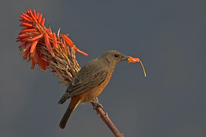South African stone thrush - Passeriformes, Birds, Wild animals, wildlife, South Africa, The photo