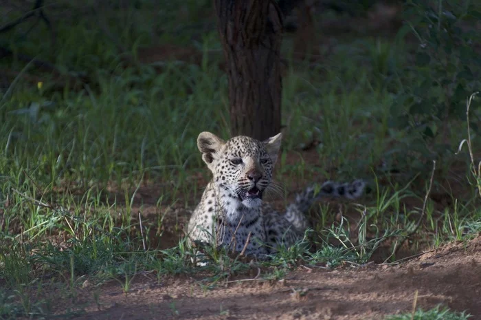 Indian man brought home little leopards by mistake - Leopard, Big cats, Cat family, Predatory animals, Wild animals, India, Interesting, Young