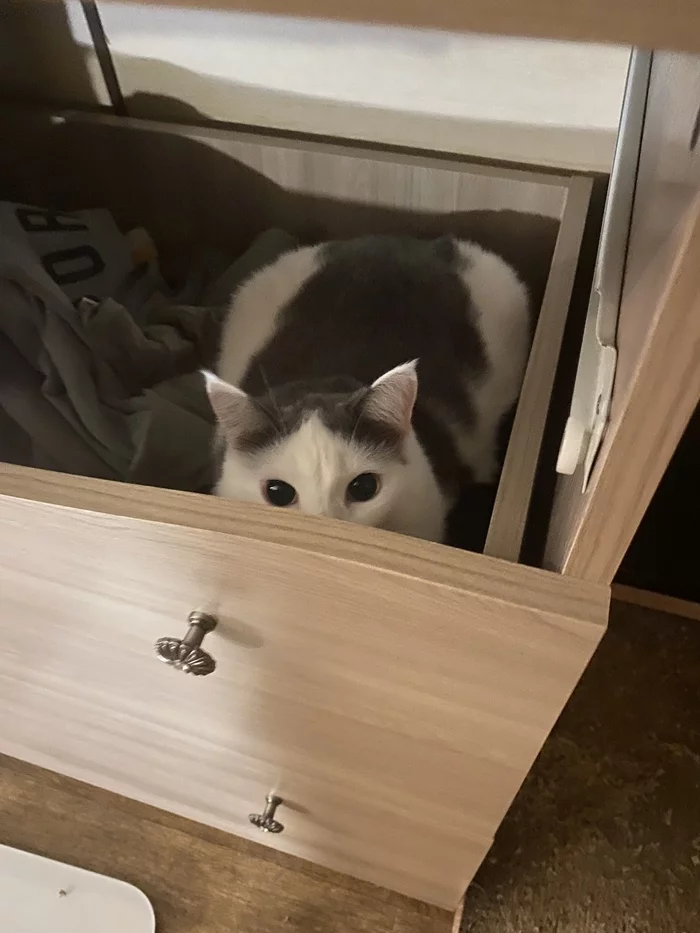 Dresser cat - My, cat, Dresser