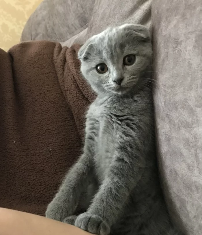 Scottishfold cat: Было - стало - Кот, Котята, Мобильная фотография, Лапки, Шотландская вислоухая, Пушистые, Серый, Длиннопост