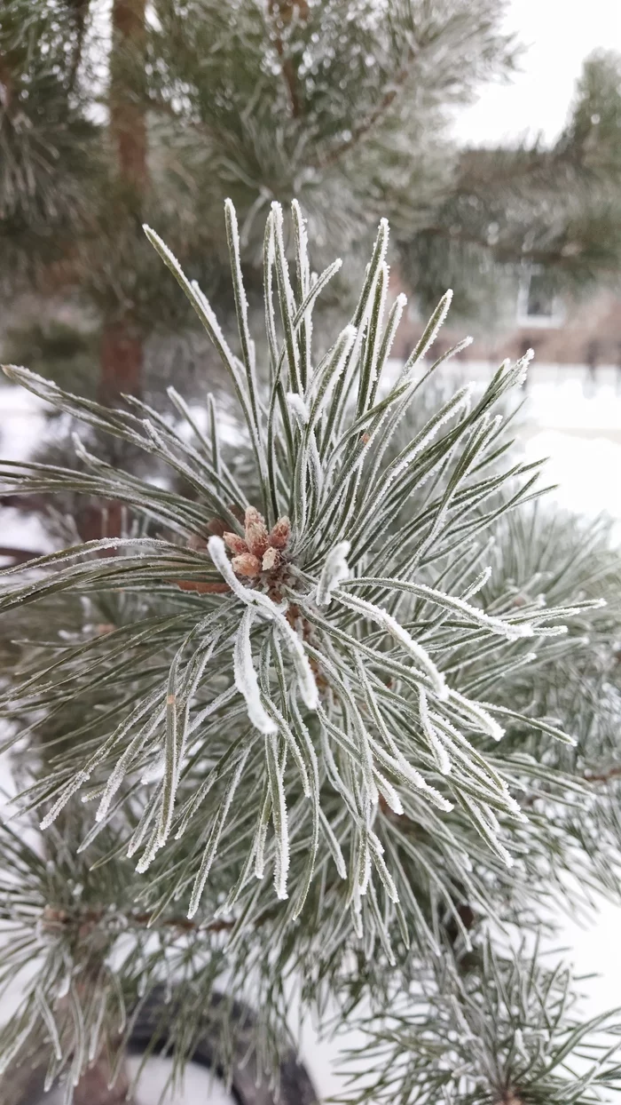 beauty - My, Winter, Pine, Frost, Snow, Good deed, Good people, Longpost, The photo